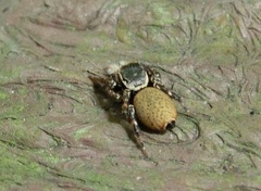 Carrhotus xanthogramma