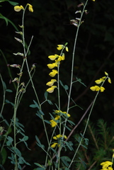 Cytisus nigricans