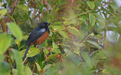 Diglossa gloriosissima