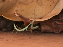Miomantis paykullii