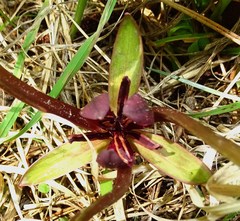 Trillium petiolatum