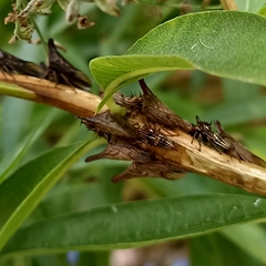 Aconophora compressa