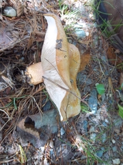 Tricholoma aurantium