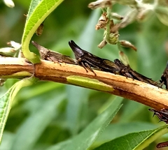 Aconophora compressa