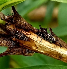 Aconophora compressa