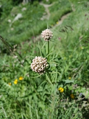 Valeriana