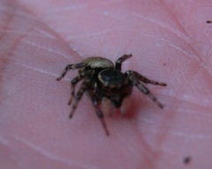 Carrhotus xanthogramma