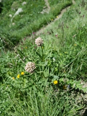 Valeriana