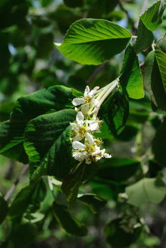 Roundleaf serviceberry (Amelanchier sanguinea)