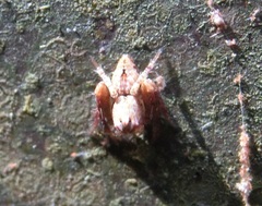 Hamataliwa