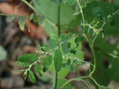 Phyllanthus debilis