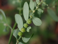 Phyllanthus debilis