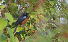 Diglossa gloriosissima