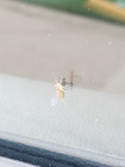 Stenacron interpunctatum