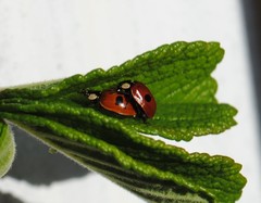 Adalia bipunctata