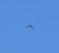 Aerodramus terraereginae