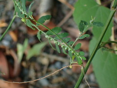 Phyllanthus debilis