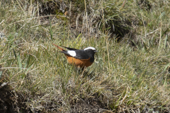 Phoenicurus erythrogastrus