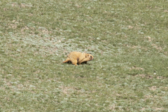 Marmota baibacina