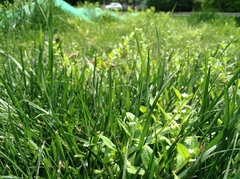 Bothriospermum zeylanicum