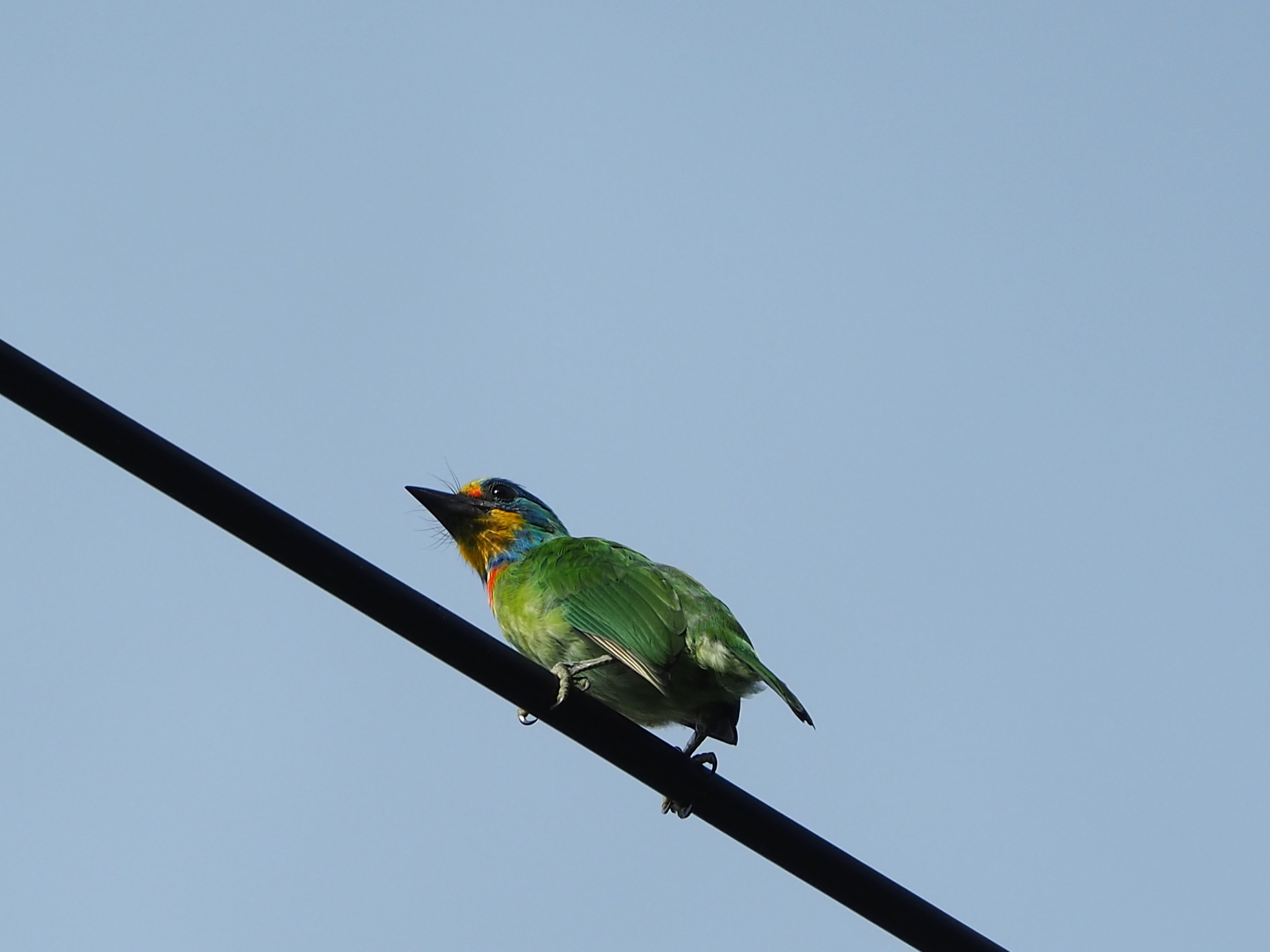 Taiwan Barbet