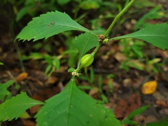 Neolasioptera lycopi