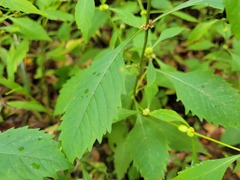 Neolasioptera lycopi