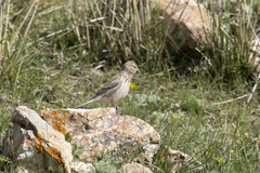 Linaria flavirostris