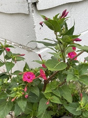 Mirabilis