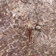 Crematogaster