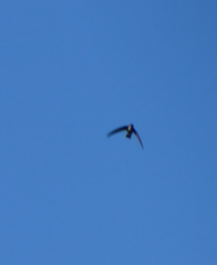 Aerodramus terraereginae