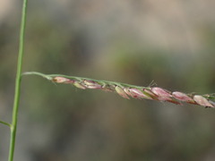 Eriochloa procera