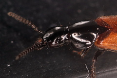 Quedius ochripennis
