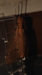 Neoneuromus indistinctus