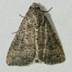 Condica sutor