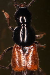 Quedius ochripennis