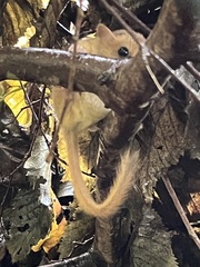 Muscardinus avellanarius