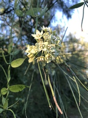 Funastrum clausum