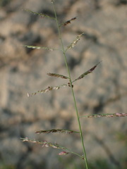 Eriochloa procera