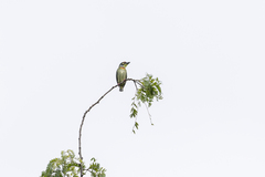 Psilopogon haemacephalus indicus