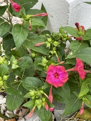 Mirabilis