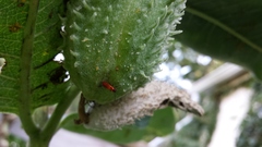 Asclepias syriaca