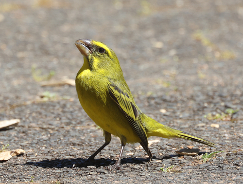 Brimstone Canary