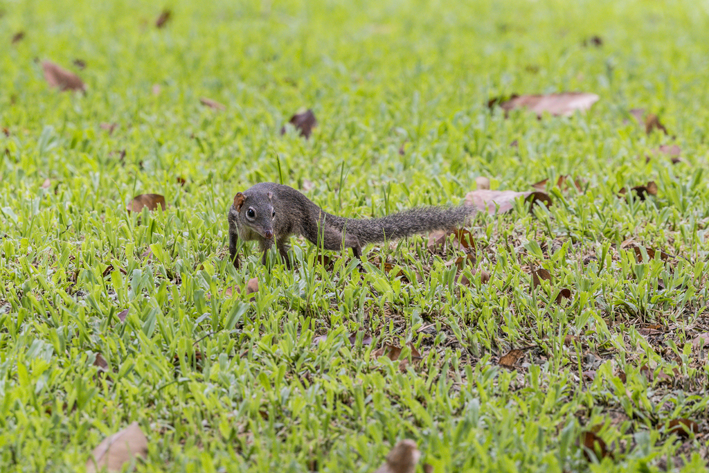 Northern Treeshrew