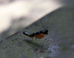 Odontomantis planiceps