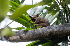 Callosciurus finlaysonii