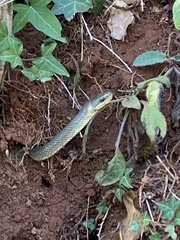 Zamenis longissimus