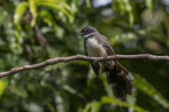 Rhipidura javanica