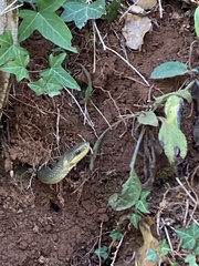 Zamenis longissimus