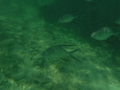 Trachinotus goodei